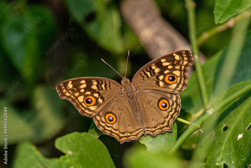 Fototapeta premium Zitronen-Stiefmütterchen
