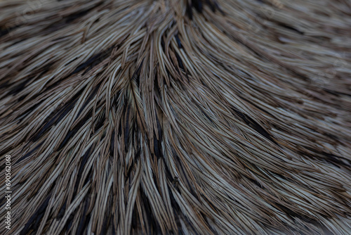 close up of a close up of a fur