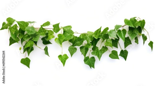 Plant vine green ivy leaves tropic hanging, climbing isolated on white background. Clipping path photo