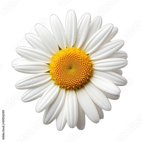 Daisy Isolated on Transparent or White Background, PNG © Custom Media