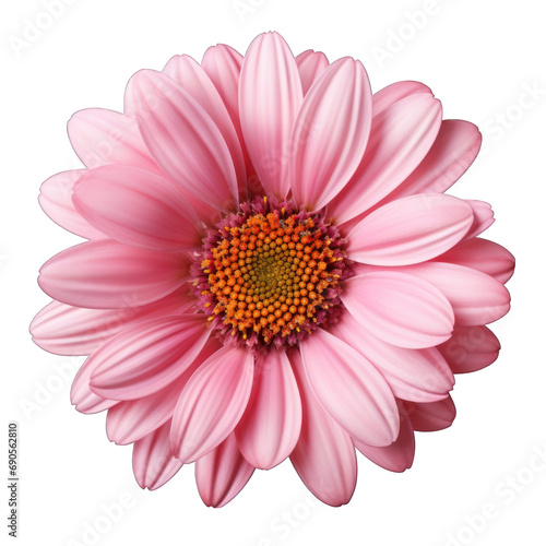 Pink Daisy Chamomile Isolated on Transparent or White Background, PNG