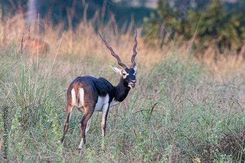 Hirschziegenantilope in Indien