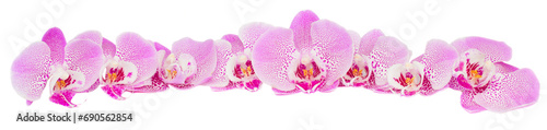 row of pink  orchid flowers photo