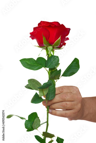 hand holding  one rose #690562874