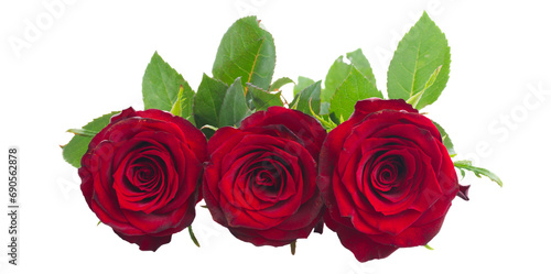 two scarlet red roses