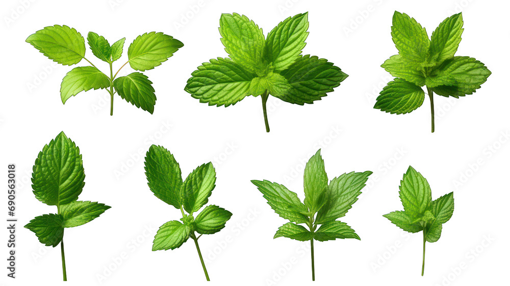 Set of Mint Leaves Isolated on Transparent or White Background, PNG