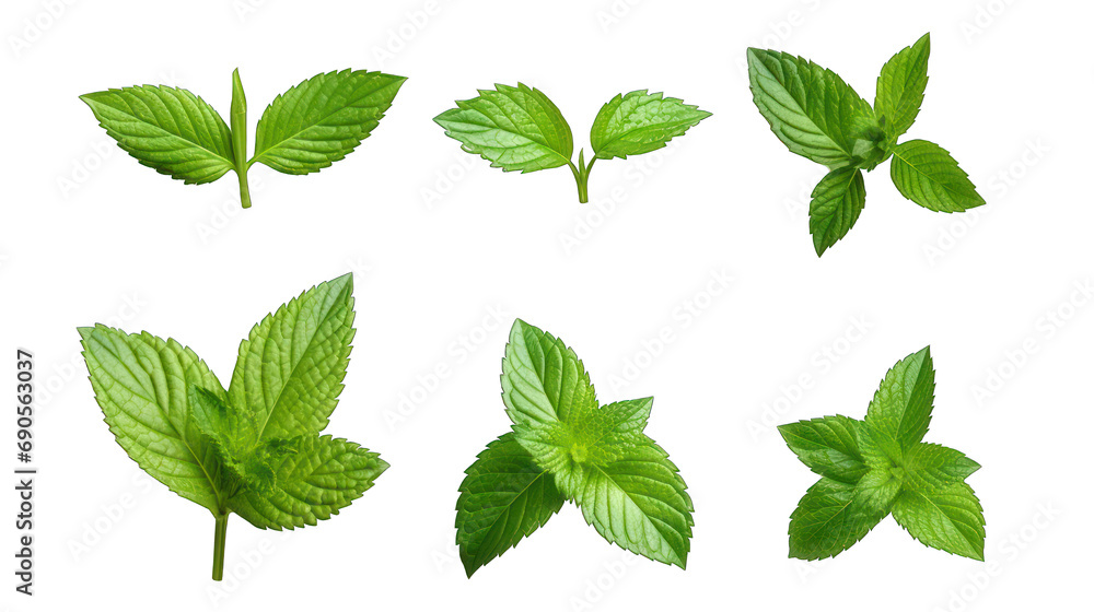 Mint Leaves Set Isolated on Transparent or White Background, PNG