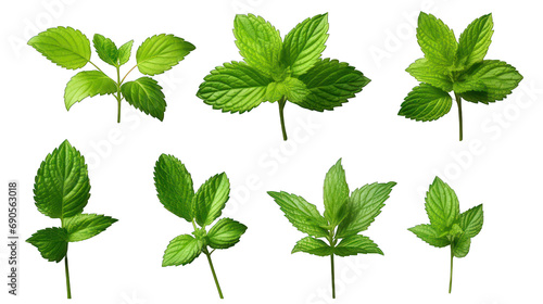Set of Mint Leaves Isolated on Transparent or White Background, PNG