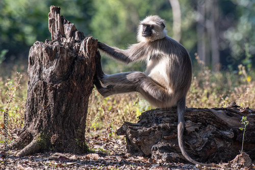 Langur auf Baumstumpf