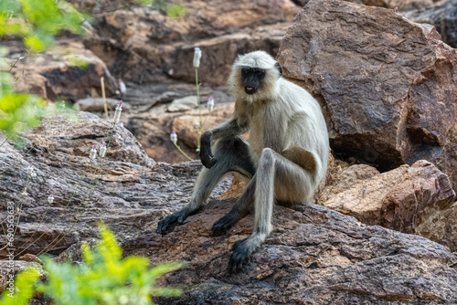 Langur auf Felsplatte