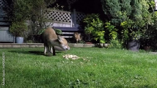 Red fox feeding in urban house garden at n8iught. UK.