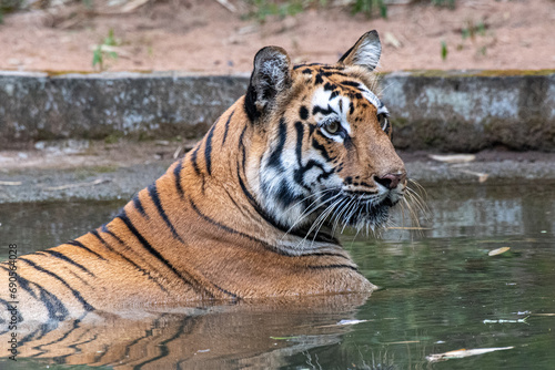 Bengaltiger in Indien