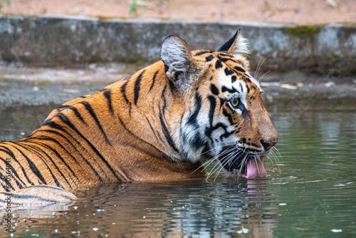 Tigerin im Wasser