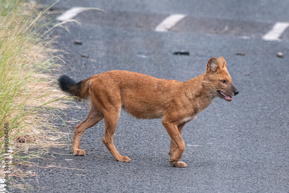 Naklejka premium Indischer Wildhund