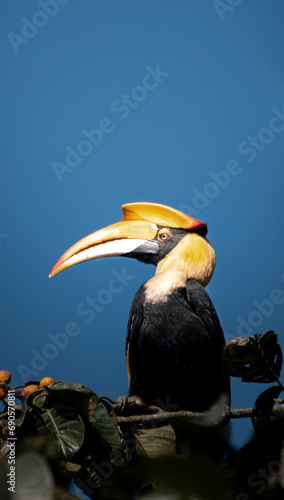 Indian great hornbill (female)  photo