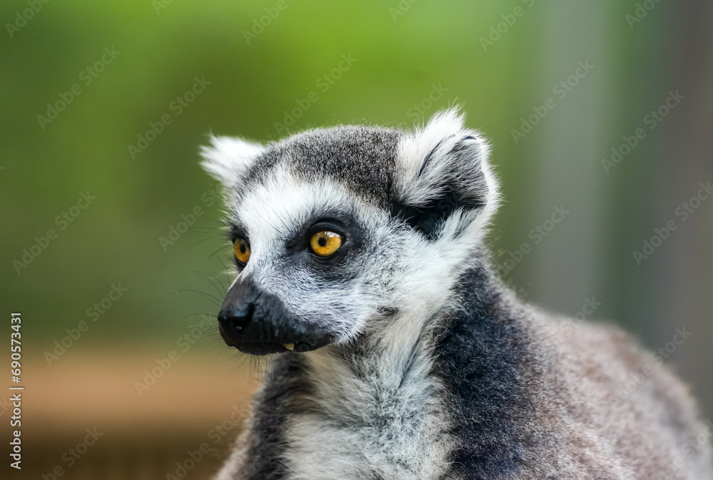 Fototapeta premium Portrait of a lemur. Animal close-up. Primate species from Madagascar.