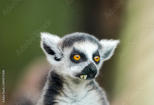 Portrait of a lemur. Animal close-up. Primate species from Madagascar.