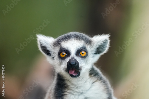 Portrait of a lemur. Animal close-up. Primate species from Madagascar.