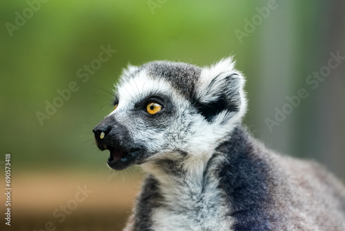 Portrait of a lemur. Animal close-up. Primate species from Madagascar. © Elly Miller