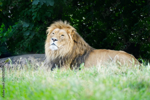 Fototapeta Naklejka Na Ścianę i Meble -  Portrait of a lion lying in the grass.

