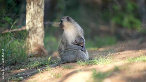 Vervet Monkey with baby, looking after and caring for and teaching the infant about monkey business. natural cycle of nature. Taken in a Holiday resort of South Africa