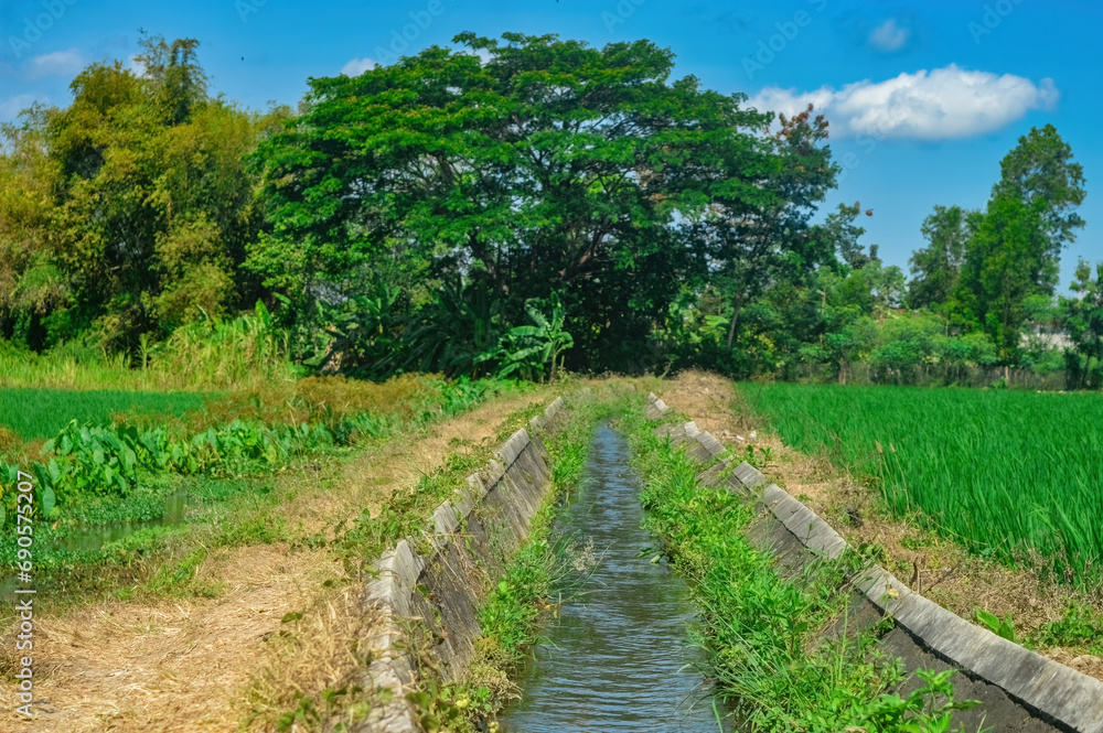 a piece of wood across a small irrigation river that can be used as a bridge in a village