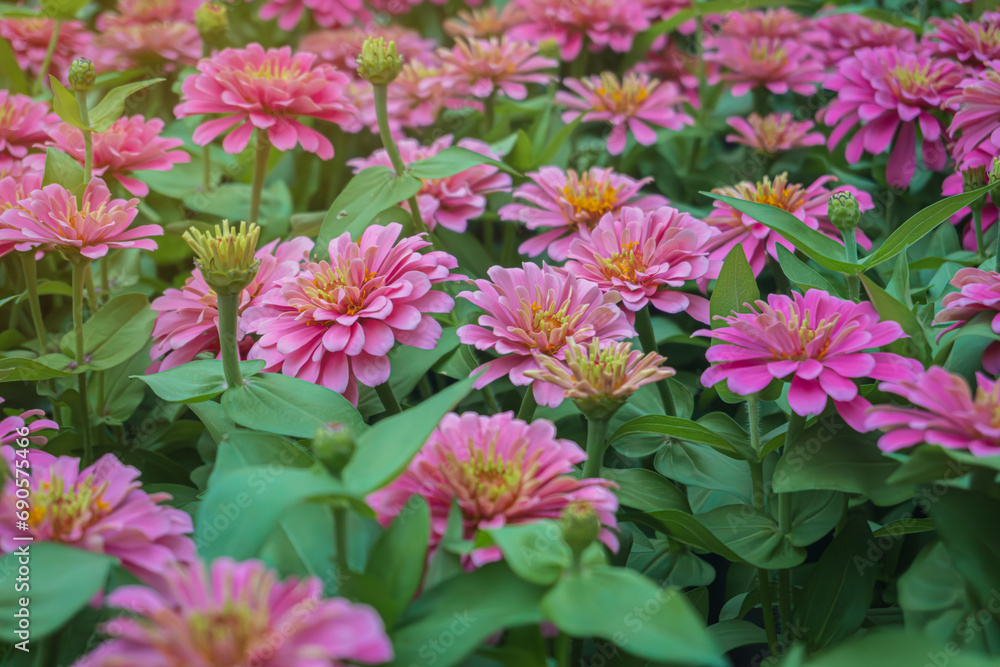 Pattern of blooming pink zania flower garden at Suanluang RAMA IX, Bangkok, Thailand.