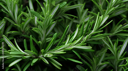 Healthy, natural or rosemary plant background in studio for farming, organic produce and lifestyle. Fresh, aromatic flavour and health herb closeup for eco farm market, fibre diet and herb agricultur