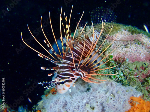 Lionfish on a coral reef. A lionfish swims over a coral reef at night underwater.