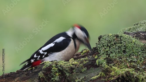 Buntspecht (Dendrocopos major)   photo