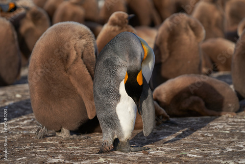 Adult King Penguin (Aptenodytes patagonicus) standing amongst a large group of nearly fully grown chicks at Volunteer Point in the Falkland Islands.