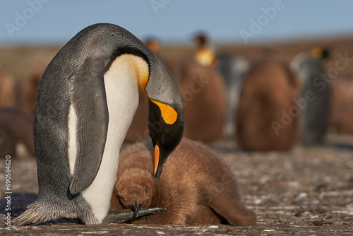 Adult King Penguin  Aptenodytes patagonicus  preening its nearly fully grown and hungry chick at Volunteer Point in the Falkland Islands.