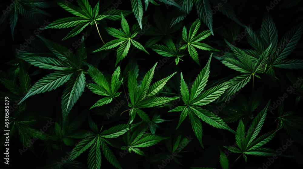 Top view of cannabis sativa branches with leaves patchwork. Medical marijuana concept background. Generative AI Top view of cannabis sativa branches with leaves patchwork. Medical marijuana concept background. Generative AI