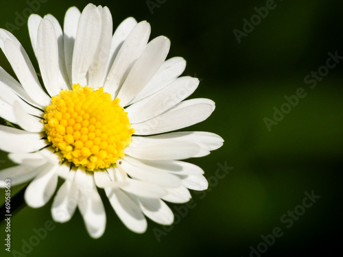 white daisy flower