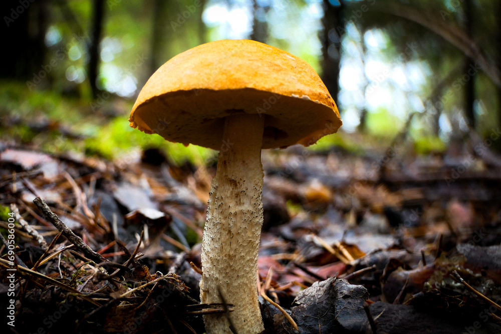Fototapeta premium orange cap boletus