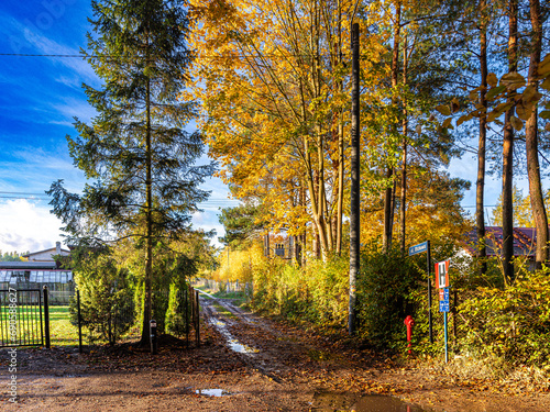 Fototapeta Naklejka Na Ścianę i Meble -  Kaszuby las