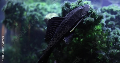 Sucker catfish or common pleco Hypostomus plecostomus. Aquarium fish concept photo