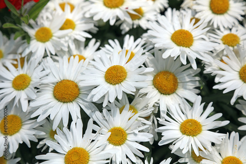 Macro image of a bed of Shasta daisies  Singapore 