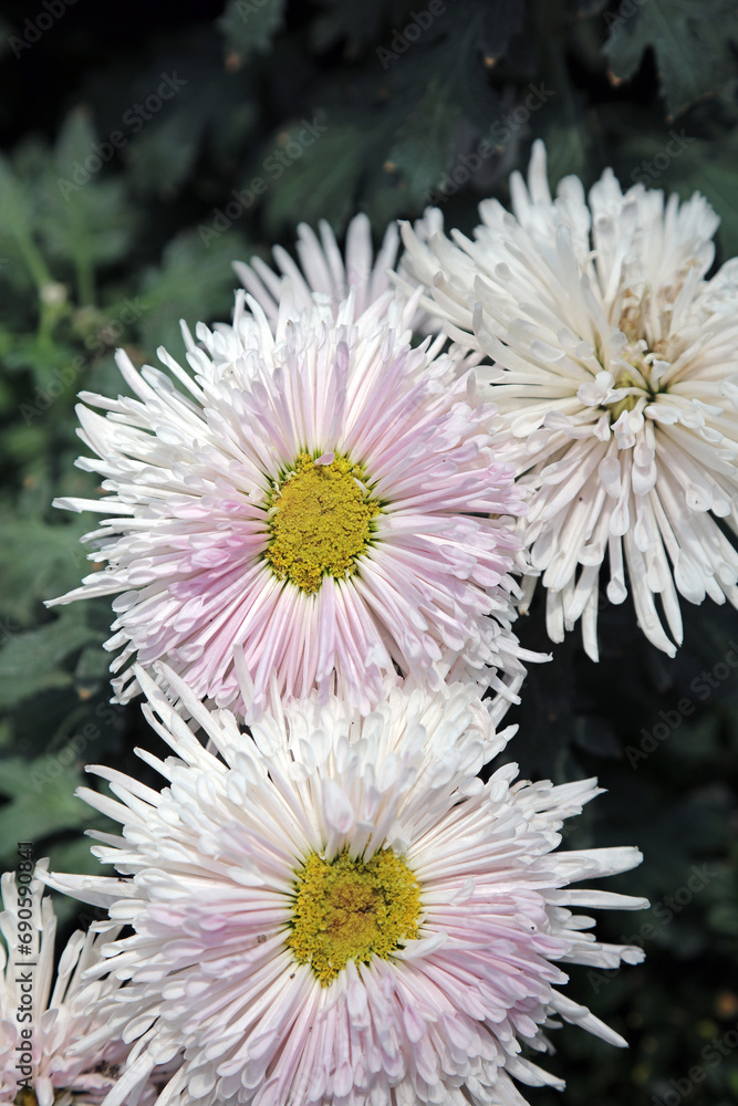 Macro image of sunlit pink China Aster blooms, Singapore
Macro image of sunlit pink China Aster blooms, Singapore