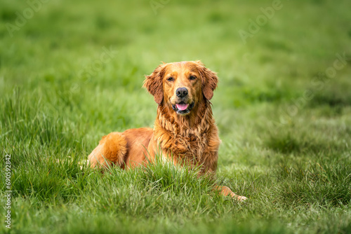 Golden Retriever laying down in a field looking at the camera