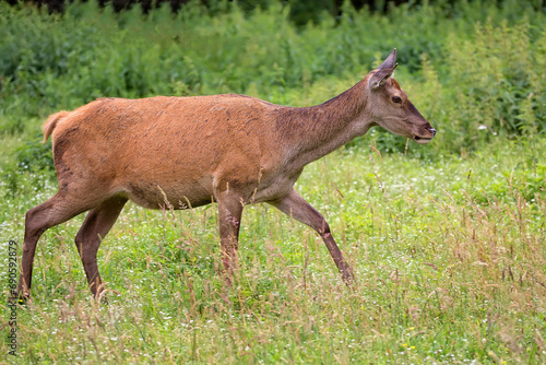 Red deer in the forest in the wild