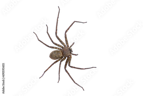 Spider isolated on white
