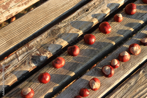 chestnuts on the bank, autumn. nature inspirations