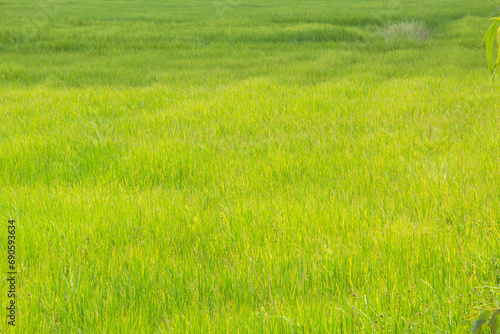 The green field rice