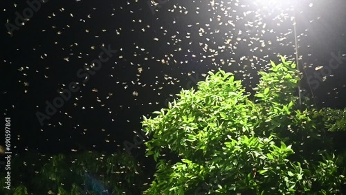 a group of moths or flying termites or alates (Macrotermes gilvus) flying around the light of a street lamp. photo
