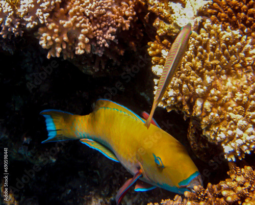   Blunt -Head Parrotfish ( CHLORURUS MICRHINOS ) photographed while snorkeling in the red sea. photo