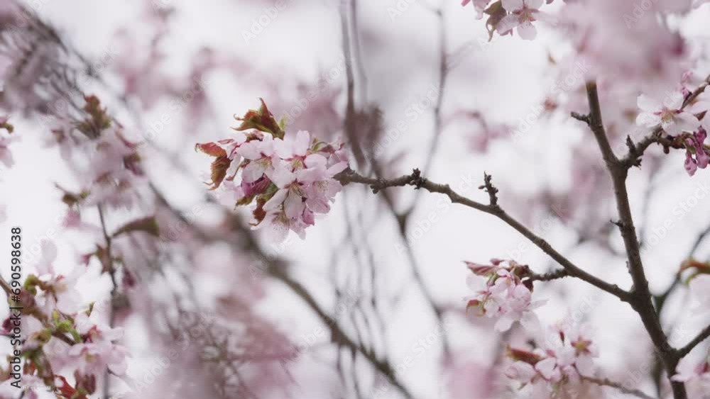 Slow motion of sakura cherry blossom in spring on a cloudy day Slow motion of sakura cherry blossom in spring on a cloudy day