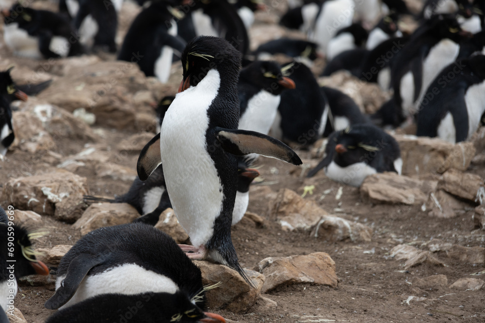 Fototapeta premium Pingüino de penacho amarillo austral