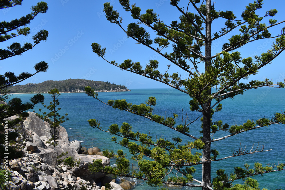 Obraz premium Hoop pines, also known as araucaria cunninghamii, Geoffrey Bay, Magnetic Island, Queensland, Australia