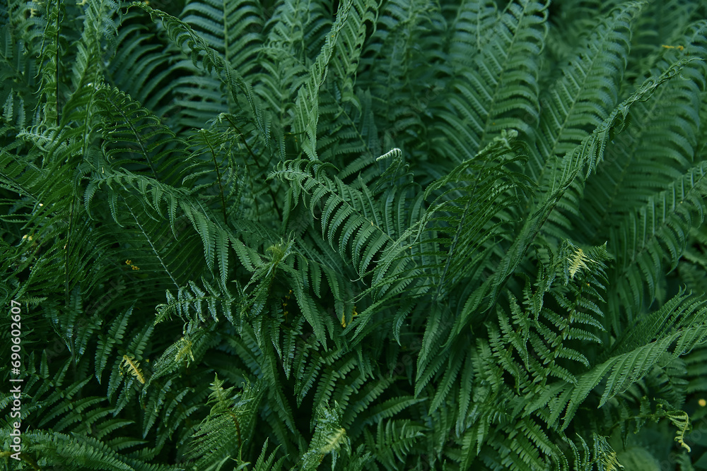 Beautiful tropical fern background with young green fern leaves. Dark and moody feel. Selective focus. Concept for design.